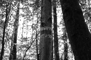 Fototapeta na wymiar Black and White trail blazing, marking a walking hiking path painted on a tree trunk in the woods. adventure, journey concept
