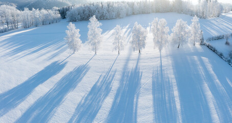 Morning aerial view of the winter forest. Top view of snow-covered trees. Beautiful northern nature. Ecological tourism in the woodland. Wide natural background. Aerial shot of trees covered in snow - obrazy, fototapety, plakaty