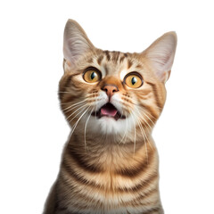 Fototapeta premium Portrait of cat isolated on transparent background