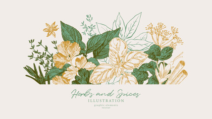 Hand drawn illustrations of spices and culinary herbs. Graphic elements for cook book design, restaurant menu and recipe sheets. Botanical and culinary illustration
