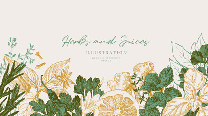 Hand drawn illustrations of spices and culinary herbs. Graphic elements for cook book design, restaurant menu and recipe sheets. Botanical and culinary illustration - 688492875