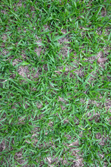 Green grass on the ground