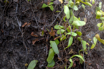Green ivy vines on a wooden trunk