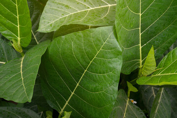 Green tropical leaf