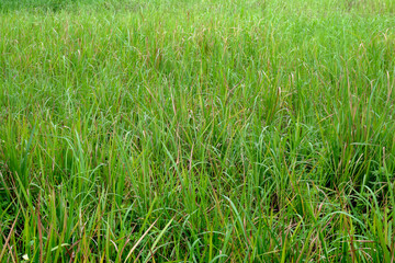 Green grass on the field