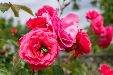 Green rose chafer beetle Cetonia aurata on a bright pink rose blooming in the garden.