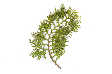 Green fir tree spruce branch