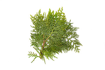 Green fir tree spruce branch