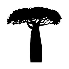 The silhouette of a baobab