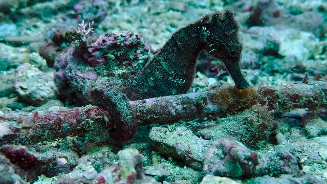 SMOOTH SEA HORSE, Hippocampus kuda Bleeker holding onto a cable, calm beautiful aquatic adventure. Koloa Landing , Kauai, Hawaii. November, 2023