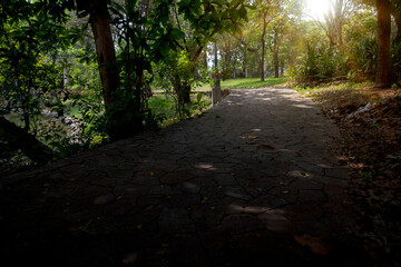 Footpath in the park with trees