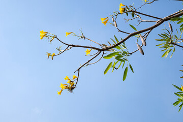 Closeup view of a yellow flower on the tree