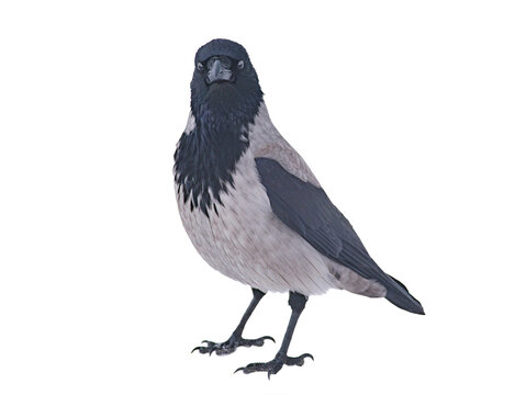 grey crow isolated on white background