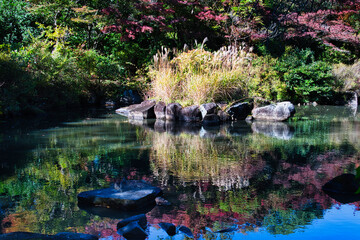 晩秋の日本庭園で、美しく色づいた紅葉を愛でる
