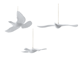 white dove on transparent background