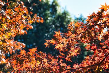 晩秋の日本庭園で、美しく色づいた紅葉を愛でる