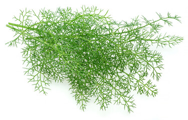 Green dill twigs isolated on white background.