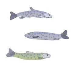 Obraz premium Set of trout fish,wonderful fish clipart