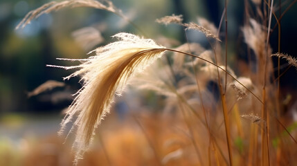 Golden wheat field at summer. Vacation concept background