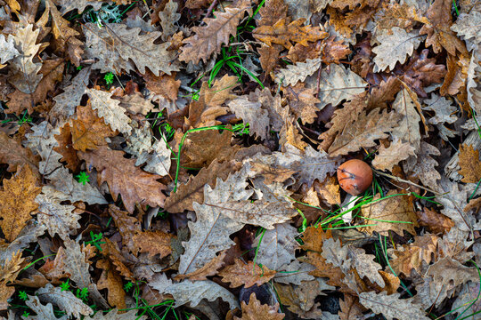 Leaves on the ground and gall of Portuguese oak, Carrasque&ntilde;o Oak. Quercus faginea.