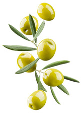Green olives with branch and leaves, isolated on white background.