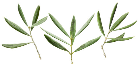Olive branches with leaves isolated on transparent background. PNG image.