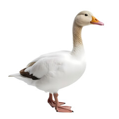 White goose isolated on transparent background
