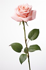  pink rose isolated on white background . AI Generative