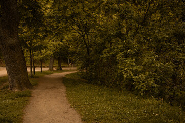 Fototapeta premium A beautiful old park with trees and bushes