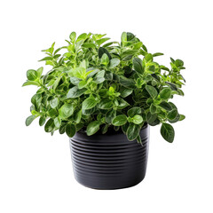 Naklejka premium Black Pot with Oregano Plant Isolated on Transparent or White Background, PNG