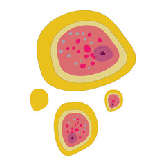 Typical Structure of Entamoeba histolytica