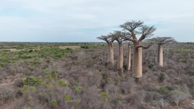 Aerial view of baobabs  near Alley of Baobabs. Madagascar.