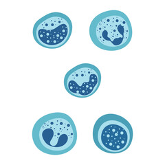 Monocyte, Lymphocyte, Eosinophil, Neutrophil, Basophil .Types of blood cells.