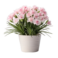 Naklejka na ściany i meble White Pot with Dianthus Plant Isolated on Transparent or White Background, PNG