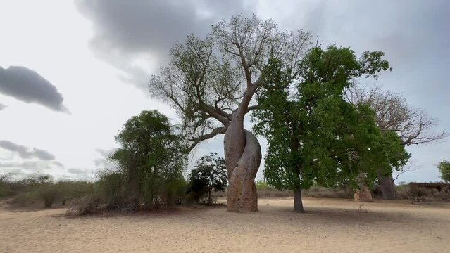 Two Adansonia za trees known as Baobab Amoureux, twisted to each other as they grew in Madagascar.