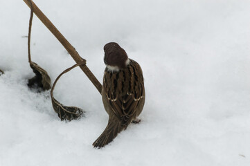 Sparrow (Passer domesticus) on a branch in the snow. Birds of Eastern Siberia, Russia.