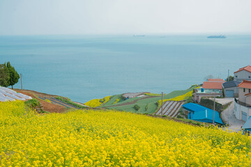 canola flower fields on the coast of Korea