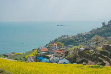 canola flower fields on the coast of Korea