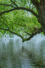 the lake's thick forests and reflective landscapes