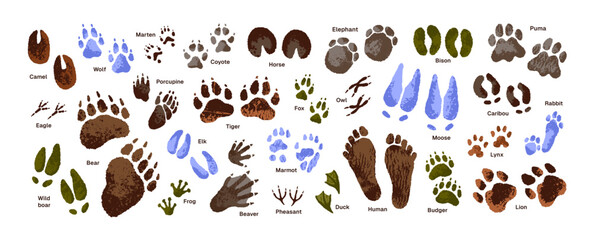 Animal tracks set. Paw print of tiger, wolf. Human footprint. Bird, eagle, duck traces. Trails of puma, lion, bear. Deer, elephant foot silhouette on ground. Flat isolated vector illustration on white © Paper Trident