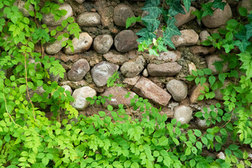 background rock and plants