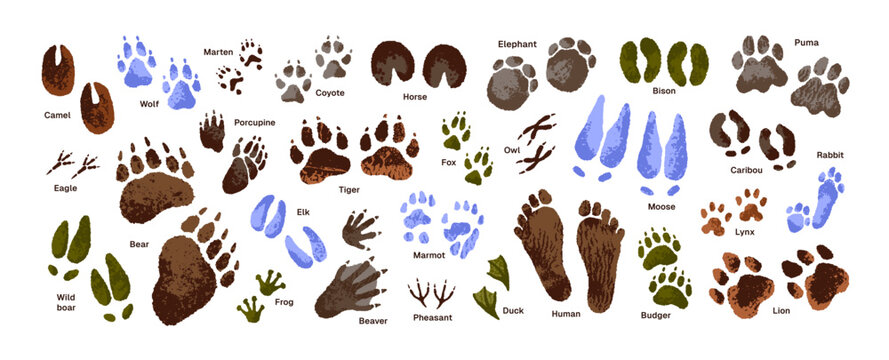 Animal tracks set. Paw print of tiger, wolf. Human footprint. Bird, eagle, duck traces. Trails of puma, lion, bear. Deer, elephant foot silhouette on ground. Flat isolated vector illustration on white