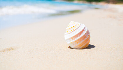 Shell Conch See Beach Summer Background, Seashell on Sand Blue Ocean with Sunshine, Space Shore Water with Sun Day Sky Tropical, Frame Travel Holiday Vacation Nature at Coast, Beautiful Coastline.