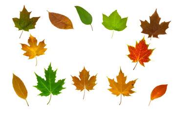 Fototapeta premium autumn leaves collection isolated on white 