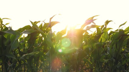 Soft evening breeze gently moves leaves of cornfield under evening sunlight