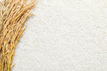  Ears of rice and rice. Creative background of rice and rice ears.
