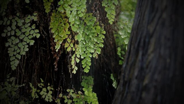 green branch in the rain in forest