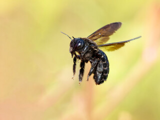 Huge Black bee in flight.