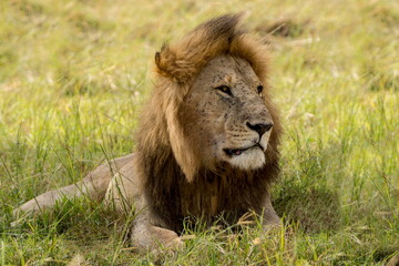 a lion laying in the grass in a field