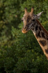 a giraffe standing in front of some trees